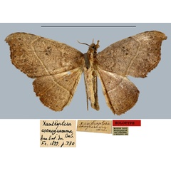 /filer/webapps/moths/media/images/C/coenogramma_Xanthoptera_HT_MNHN.jpg