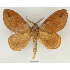 /filer/webapps/moths/media/images/S/stigmatica_Pachymetoides_AM_Basquin_02.jpg