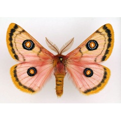 /filer/webapps/moths/media/images/T/trimenii_Eochroa_AM_Legrain.jpg