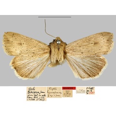 /filer/webapps/moths/media/images/H/hypocapna_Cirphis_HT_MNHN.jpg