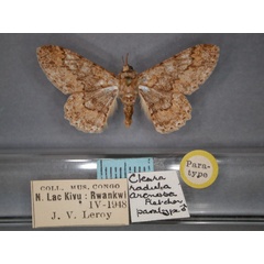 /filer/webapps/moths/media/images/A/arenosa_Cleora_PT_RMCA_01.jpg