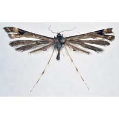 /filer/webapps/moths/media/images/O/odiosa_Platyptilia_A_NHMO.jpg