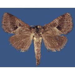 /filer/webapps/moths/media/images/A/aberdarensis_Kayamuhakaia_HT_RMCA.jpg