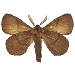 /filer/webapps/moths/media/images/D/dargei_Philotherma_HT_Basquinb.jpg