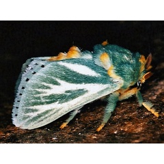 /filer/webapps/moths/media/images/A/albiramosa_Coenobasis_A_Roland.jpg