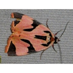 /filer/webapps/moths/media/images/S/superba_Attatha_A_Liebenberg.jpg