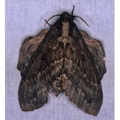 /filer/webapps/moths/media/images/O/obscura_Cymatopacha_A_Roland_01.jpg