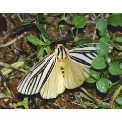/filer/webapps/moths/media/images/E/euryphlebia_Spilosoma_A_Roland_01.jpg