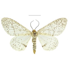 /filer/webapps/moths/media/images/M/myriostictus_Proutabraxas_AM_RMCA.jpg
