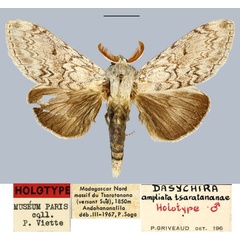 /filer/webapps/moths/media/images/T/tsaratananae_Dasychira_HT_MNHN.jpg