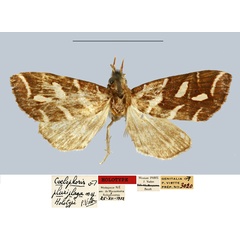 /filer/webapps/moths/media/images/P/pluriplaga_Coelophoris_HT_MNHN.jpg