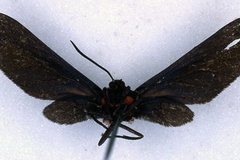 Pseudmelisa rubrosignata