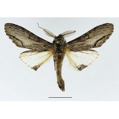 /filer/webapps/moths/media/images/E/excellens_Atrasana_AM_Basquin_02.jpg