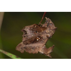 /filer/webapps/moths/media/images/J/jordani_Mimopacha_AM_Prozorov_02.jpg
