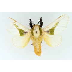 /filer/webapps/moths/media/images/A/angustifascia_Latoia_AM_TMSA.jpg