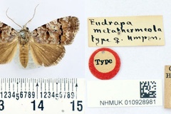 Eudrapa metathermeola