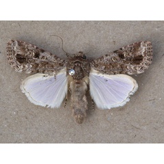 /filer/webapps/moths/media/images/T/triturata_Spodoptera_A_Butler_01.JPG