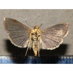 /filer/webapps/moths/media/images/I/indicata_Omiodes_A_Goffb_02.jpg