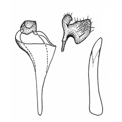 /filer/webapps/moths/media/images/K/kenyacola_Digitivalva_GM_Gaedike.jpg