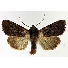 /filer/webapps/moths/media/images/A/annosa_Feliniopsis_AM_Aulombard.jpg