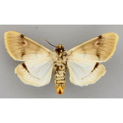 /filer/webapps/moths/media/images/E/eumela_Diaphone_A_RMCA_02.jpg