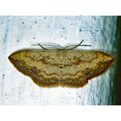 /filer/webapps/moths/media/images/C/caesaria_Scopula_A_Roland_01.jpg