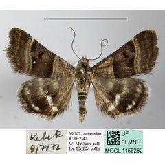 /filer/webapps/moths/media/images/H/hypotaenia_Ozarba_A_MGCLa_01.JPG