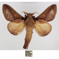 /filer/webapps/moths/media/images/A/aculeata_Stoermeriana_AM_TMSA_02.jpg