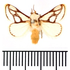 /filer/webapps/moths/media/images/I/invitabilis_Parapluda_AM_BMNH.jpg