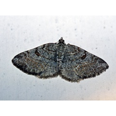 /filer/webapps/moths/media/images/P/petronaria_Obolcola_A_Roland_01.jpg