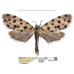 /filer/webapps/moths/media/images/H/haynesi_Siccia_PTF_NHMUK.jpg