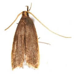 /filer/webapps/moths/media/images/H/hemigastra_Homaloxestis_HT_BMNH.jpg