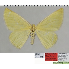 /filer/webapps/moths/media/images/A/aistleitneri_Microloxia_HT_ZSMa.jpg