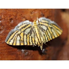 /filer/webapps/moths/media/images/X/xanthostola_Glyphodes_A_Voaden.jpg