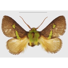 /filer/webapps/moths/media/images/E/epsteini_Latoia_PTM_ANHRT.jpg
