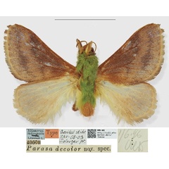 /filer/webapps/moths/media/images/D/decolor_Parasa_STM_MfN.jpg
