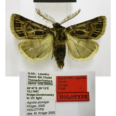 /filer/webapps/moths/media/images/P/plumiger_Agrotis_HT_TMSA.jpg