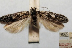 Capnosema celidota