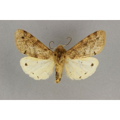 /filer/webapps/moths/media/images/S/subterminata_Teracotona_AM_BMNH.jpg