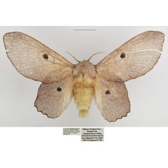 /filer/webapps/moths/media/images/L/lila_Sonitha_AF_TMSA_02.jpg
