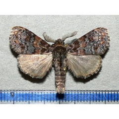 /filer/webapps/moths/media/images/S/stegmanni_Dasychira_AM_Goffa_02.jpg