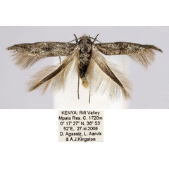 /filer/webapps/moths/media/images/S/subnigropterella_Scythris_HT_BMNH_3V0Okgg.jpg