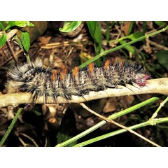 /filer/webapps/moths/media/images/C/cuneilinea_Catalebeda_C_Roland.jpg
