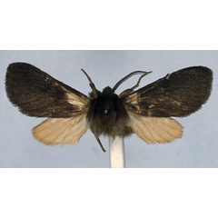 /filer/webapps/moths/media/images/K/kenyae_Metarctia_HT_BMNH_01.jpg