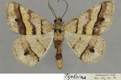 Isturgia averyi