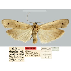 /filer/webapps/moths/media/images/P/pulvigera_Eilema_HT_MNHN.jpg