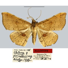 /filer/webapps/moths/media/images/P/perinetensis_Claterna_AT_MNHN.jpg