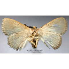 /filer/webapps/moths/media/images/D/divisa_Chrysopoloma_HT_SNHMb.jpg