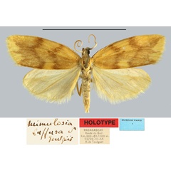 /filer/webapps/moths/media/images/S/suffusa_Mimulosia_HT_MNHN.jpg
