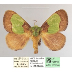 /filer/webapps/moths/media/images/D/dentina_Parasa_A_MGCLa_01.JPG